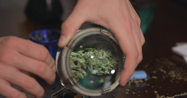 Färsk Grön Marijuana Knopp Inspekteras Med Ett Förstoringsglas Drog Paraphernalia — Stockvideo