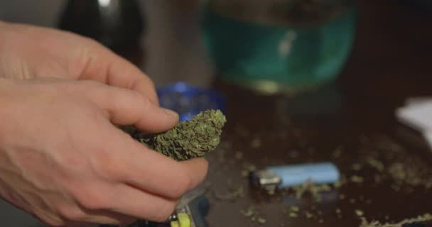 Fresh Green Marijuana Bud Inspected Drug Paraphernalia Background — Stockvideo