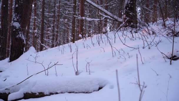 Sun Beams Casts Orange Colour Snow Middle Forest — 图库视频影像