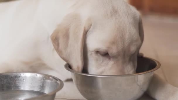 Close Concept Dog Puppy Eating Steel Metal Plate Bowl While — Stock Video