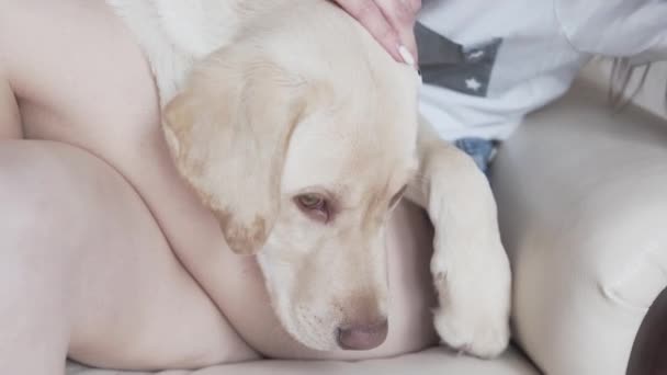 Beautiful Dog Puppy Dog Eyes Lying Female Owner Lap Girl — Stock Video