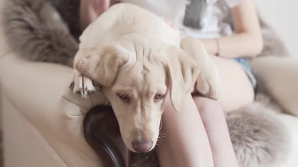 Female Hands Scratching Rubbing Stroking Dog Spine Back Dog Happy — Videoclip de stoc