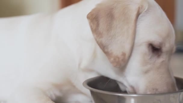 Çok Hoş Bir Köpek Evcil Hayvanını Metal Kasesinden Çok Hızlı — Stok video