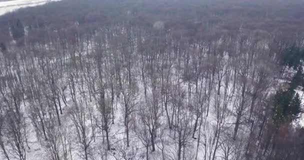Aerial View Forest Winter Suburbs City — Stockvideo