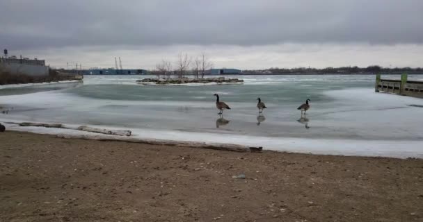 Drei Kanadagänse Stehen Zugefrorenen Eisigen Ufer Des Detroit River Windsor — Stockvideo
