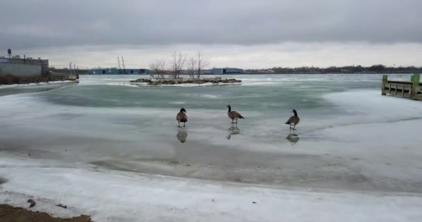 Three Canadian Geese Waddle Frozen Icy Shoreline Detroit River Windsor — Stock Video