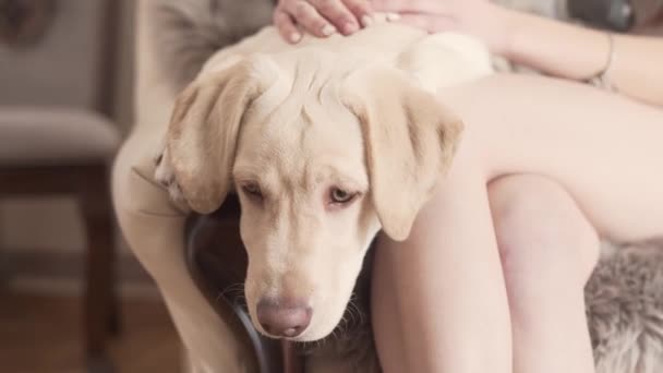 ペッティングプロセスのクローズアップビデオ 女の子の所有者は彼に彼女の美しいベージュのラブラドール取得広告チェックをストロークします 犬はソファの上に静かに横になっている 背景がぼけている — ストック動画