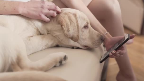 所有者と彼女のラブラドールは スマートフォン上のビデオを見ています ある時点で犬は電話に対する興味を失い 頭を逆方向に向ける 背景がぼけている — ストック動画