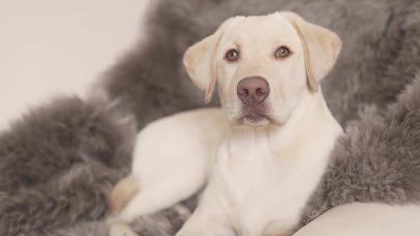 Een Close Video Van Een Prachtige Witte Labrador Retriever Die — Stockvideo