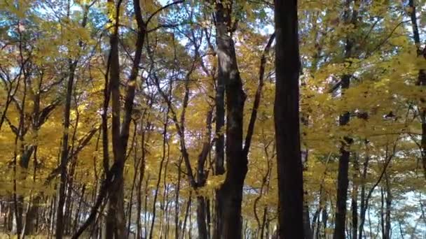 Fall Colors Forest Leaves Hiking Trail — Stockvideo