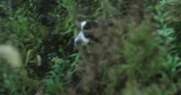 Springer Spaniel Hunting Dog Running Field — Vídeo de stock