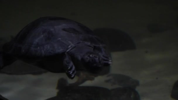 Närbild Sköldpadda Simning Vattnet Runt Tanken Med Stenar Bakgrunden — Stockvideo