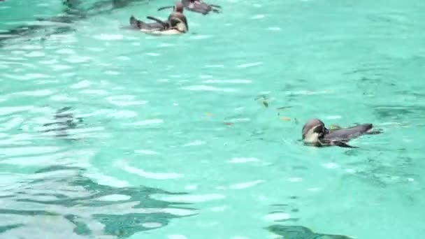 Pinguim Nadando Água Coçando Volta Com Bife — Vídeo de Stock