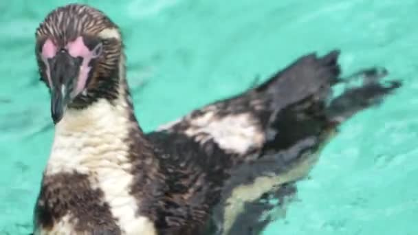 Pinguïn Zwemmen Het Water Dierentuin Terug Krabben Met Beak — Stockvideo