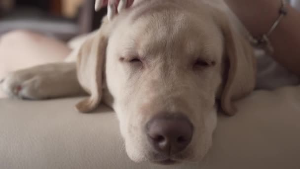 目を閉じて眠っている犬の顔のクローズアップ写真 女主人は彼を愛撫している — ストック動画