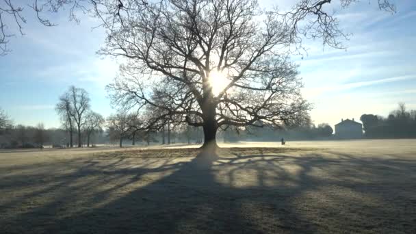 Mrazivé zimní ráno v parku v Londýně.
