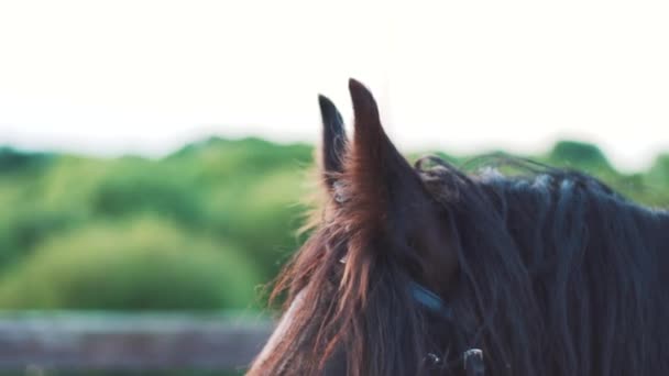 Horses Ears Moving Surrounding Noises Farm — стоковое видео