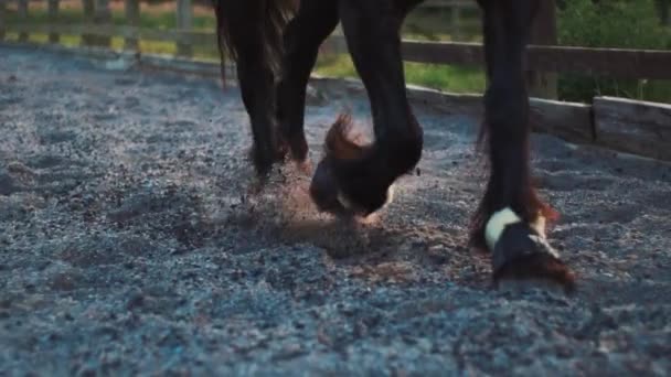 Slow Motion Horses Feet Running Sand — Vídeo de Stock