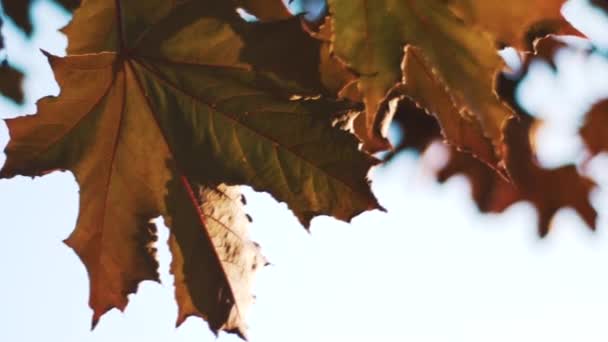 Autumnal Oak Leaves Bright Autumn Sunshine — Stock Video