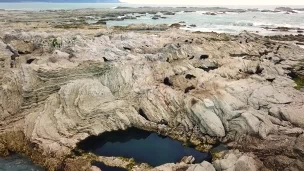 Drone View Sea Lions Kaikoura New Zealand — 图库视频影像