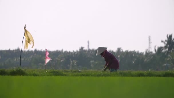 Tradiční Pracovnice Zemědělského Podniku Sklízí Vietnamu Rýži Ručně Natočeno Pomalém — Stock video