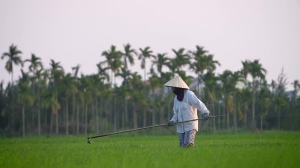 Tradiční Zemědělský Dělník Sklízí Transplantuje Rýžové Sazenice Organické Louce Vietnamu — Stock video