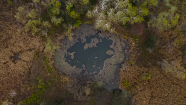 Straight Lookdown Piccolo Stagno Nel Wisconsin Rurale Durante Caduta Tardiva — Video Stock