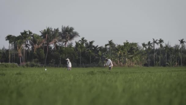 Hagyományos Mezőgazdasági Dolgozók Betakarítás Transzplantáció Rizs Palánták Ökológiai Rét Vietnamban — Stock videók