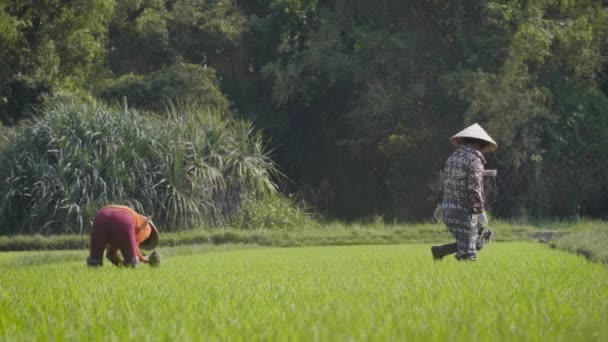 Two Traditional Female Farm Laborers Harvest Rice Hand Rice Paddy — стоковое видео