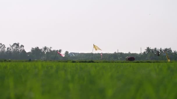 Traditional Female Farmer Harvesting Rice Field Wind Blowing Grass Filmed — стоковое видео