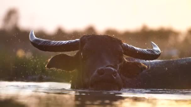 Close Water Buffalo Lying Mud Pool Splashing Water Thrusts His — Vídeos de Stock