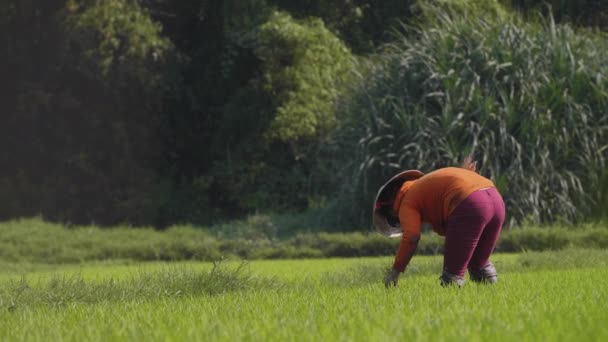 Traditional Female Farm Worker Harvest Rice Hand Organic Rice Paddy — стоковое видео