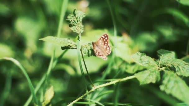 Brown Butterfly Resting Bright Sunlit Leaves — Vídeos de Stock