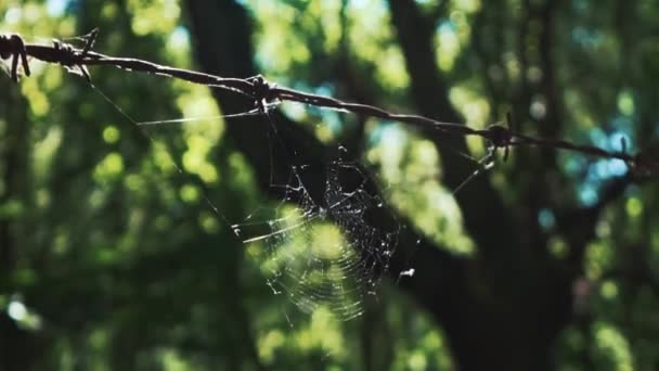 Spiders Web Rusted Barbed Wire Fence — Stockvideo