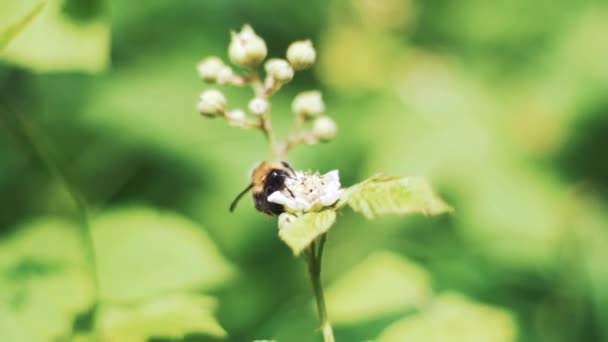 Close Bee Pollenating Small Flower Bright Summers Day — Video Stock