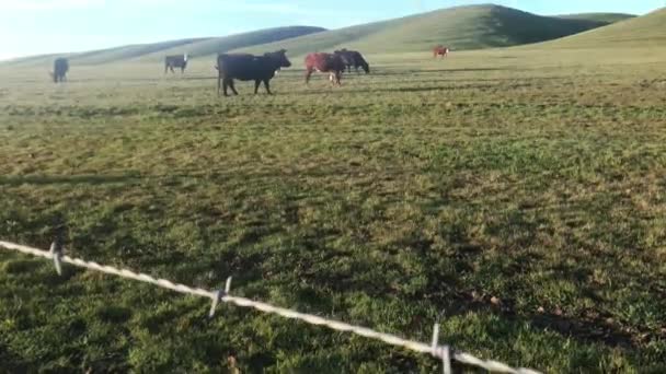 Beautiful Rural Farm Scenery Herd Cows Grazing Green Pasture Early — Vídeos de Stock