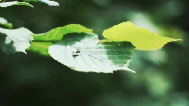 Small Fly Resting Oak Leaf Summers Sun — Stock Video