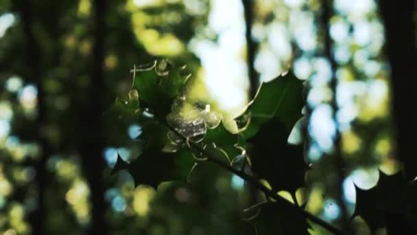 Close Evergreen Leaves Covered Cobwebs — Αρχείο Βίντεο
