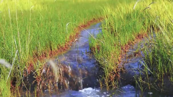 Маленький Струмок Води Тече Національному Парку Лос Гласьярес Аргентина Стежте — стокове відео
