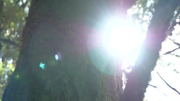 Ręczne Ujęcie Meczetowego Pnia Rozbłysku Słońca Wewnątrz Ciemnego Lasu Deszczowego — Wideo stockowe