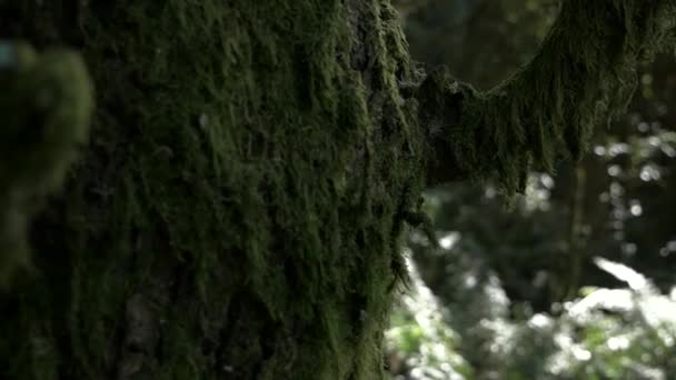 Powolny Ruch Ręka Trzyma Strzał Mchu Pokryte Drzewo Zamazane Tło — Wideo stockowe