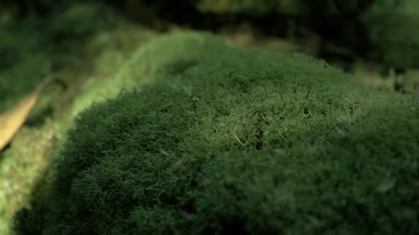 Orman Zeminindeki Yosun Kaplı Ağacın Yavaş Çekim Görüntüleri — Stok video