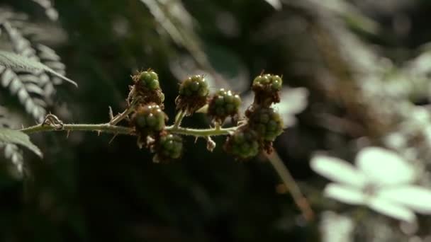 Unripe Blackberries Growing Forest Floor Sunlight Streaming Dark Rain Forest — Video Stock