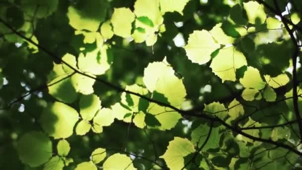 Nahaufnahme Von Sonnenlicht Das Durch Blätter Scheint — Stockvideo