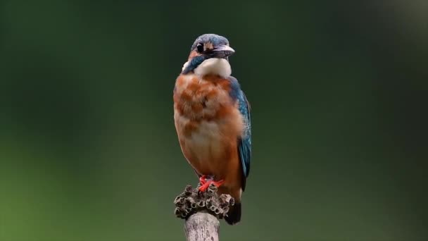 Цей Common Kingfisher Був Настільки Доброзичливий Дозволило Мені Підійти Дуже — стокове відео