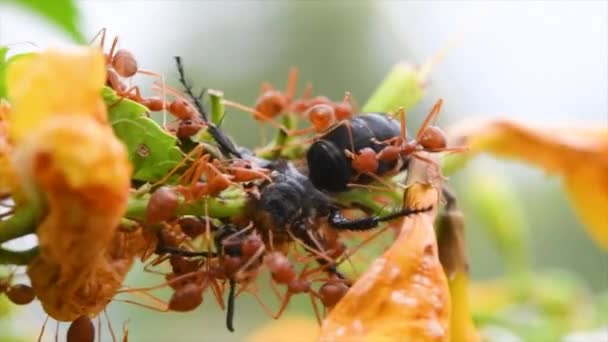 Rote Ameisen Fraßen Eine Biene Bei Lebendigem Leib Während Sie — Stockvideo