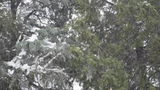 Shot Van Evergreen Branches Tijdens Sneeuwval — Stockvideo