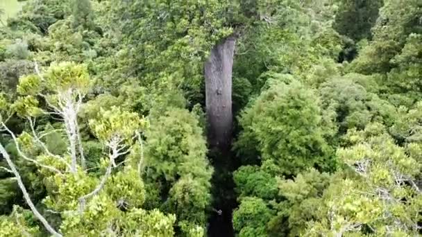 Vista Del Dron Del Gigantesco Árbol Kauri Nueva Zelanda — Vídeos de Stock