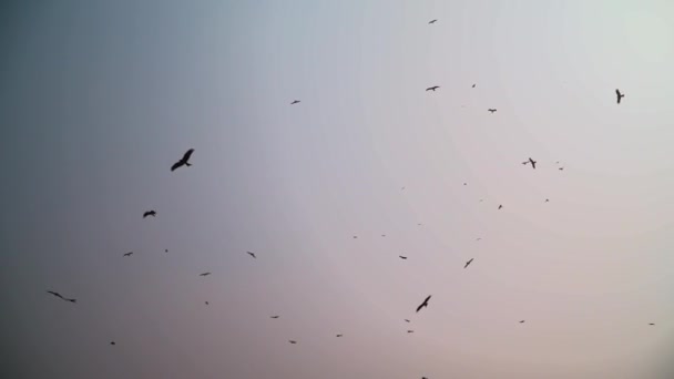 Fekete Sárkány Repül Égen Lassú Mozgás Lövés Alacsony Szög Kilátás — Stock videók