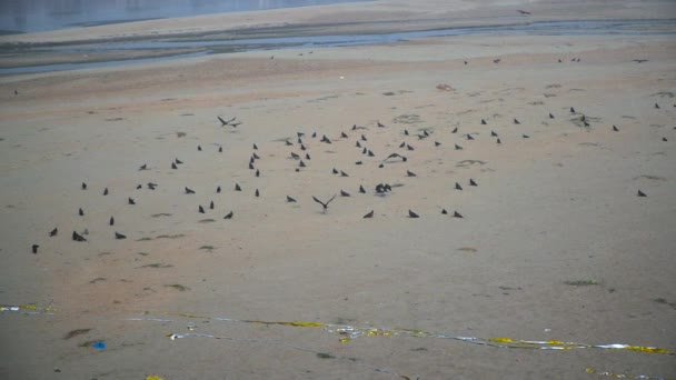 Black Kites Empty River Slow Motion Shot Garbage River — Stock videók